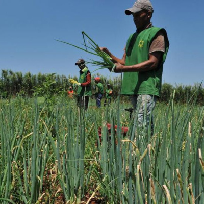 Direito no agro: especialistas conversam sobre contrato de safra episode artwork