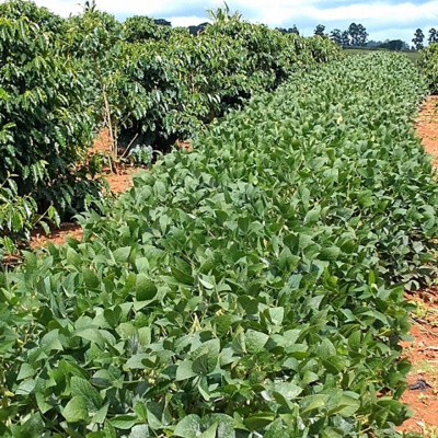 100porcentoagro