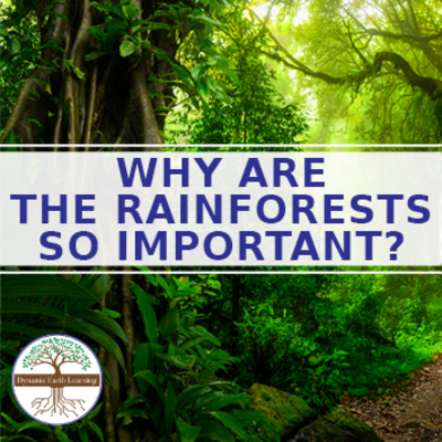 WHY THE RAINFOREST ARE IMPORTANT? by Dynamic Earth Learning Earth ...