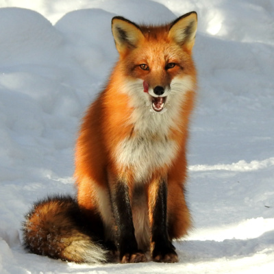 Invasive Species Ep.1 - The Red Fox