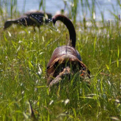Marsh Hunting Land, Mountain Boots and Adjustable Scope