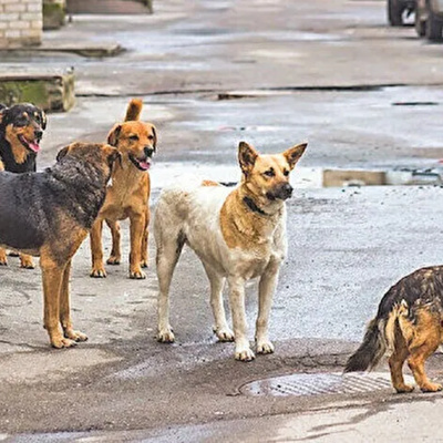 Başıboş sokak köpekleri hakkında konuşmamız gerek | Mehmet Yaşar Altundağ | 6 Kasım 2022 episode artwork