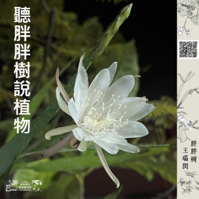 EP002.從《西遊記》介紹一種台灣常見的水果——蓮霧