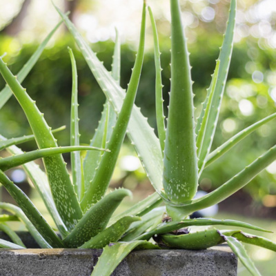 Présentation de la chaîne
