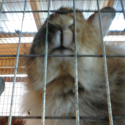 E2.49 Kill this myth: "You can't make $ with rabbits"