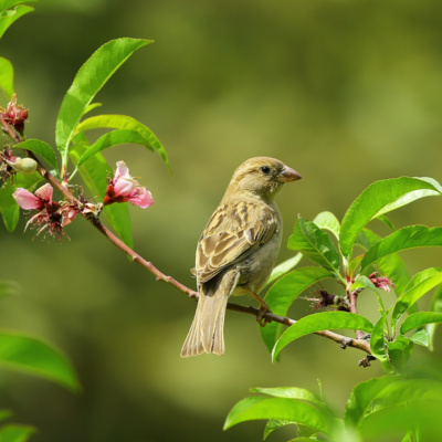 Beautiful Birds Chirping and Singing | Relaxing Nature Sounds | Calming White Noise episode artwork