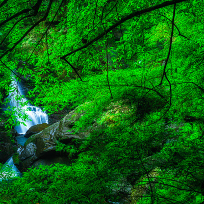 Forest Rain Sounds for Sleeping | Nature White Noise