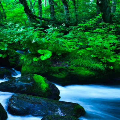 Calming Forest Rain Sounds (8 Hours) | Ambient Noise for Sleep