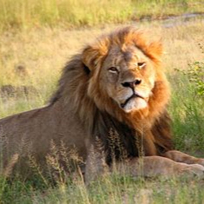 SIMBA MJASIRI (BRAVE LION) SONG