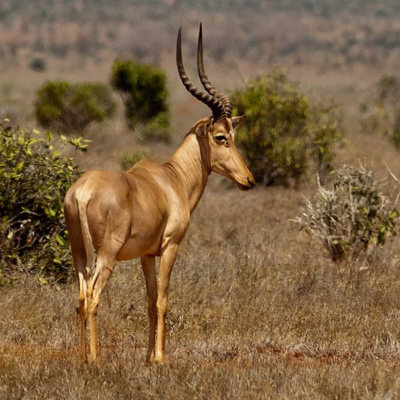 BINWEI WUZHONG (Endangered heritage) song