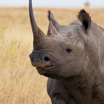 KIFARU TWAKUPENDA (WE LOVE OUR RHINOS) song