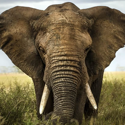 NDOVU (Elephant) Song