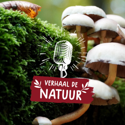 Verhaal de Natuur-Steve