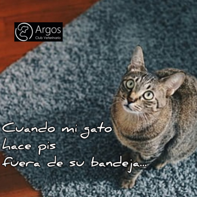 ¿Por qué mi gato se hace pis fuera de la bandeja de arena?