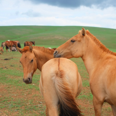 第１３回　古代最大の国際戦争！　漢王朝VS匈奴・第１ラウンド