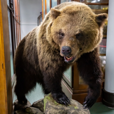 Spacerologia - Muzeum Przyrodnicze