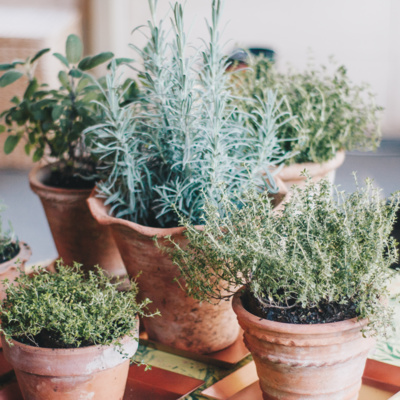 Tips for Growing an Indoor Herb Garden