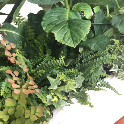 Hydrangea Railing or Window Box DIY