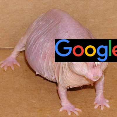 Fordækt