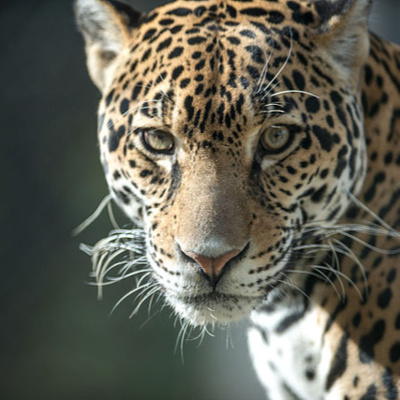 The mindboggling marvels of nature