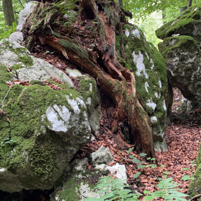 Blick ins Astloch
