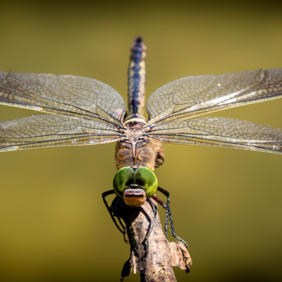 How the 4 wings of a Dragonfly work together Aerodynamically - Premier Aerodynamics #17 episode artwork