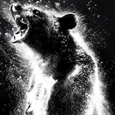 A bear did drugs and all we got was this podcast episode artwork