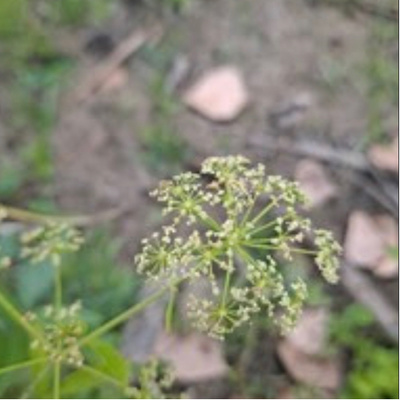 Poisonous Water Hemlock found at White Rock Lake by KathyBrocks 