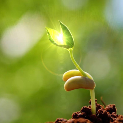 Seme - la sua vocazione: diventare come suo padre, l'albero