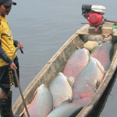 Investigación en Acción