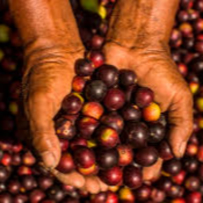 Programa 27 – Transferencia de tecnologías para el cultivo de camu camu