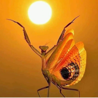 #135 Follow the Light, make your Life Bright