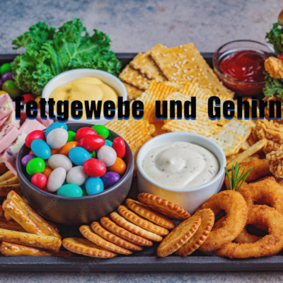 GesundheitsPhi: Gesundheit verstehen