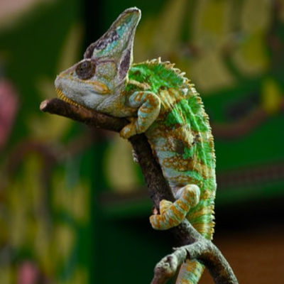 Lizard Brain and Monkey Madness