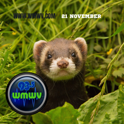 NEWS FOR MAINE AND NEW HAMPSHIRE 11-21-22 NEW SCRABBLE WORDS, LOST HIKER, PSYCHIC FERRET WORLD CUP PREDICTIONS AND SPORTS