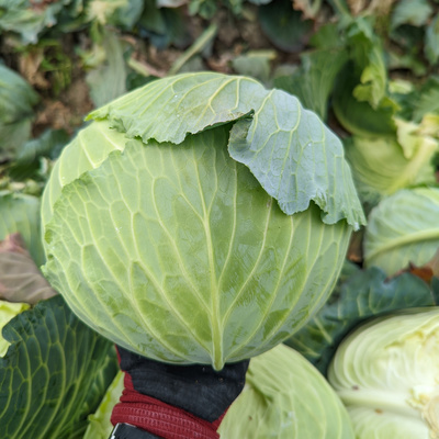 第1食目 キャベツと自己紹介
