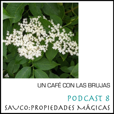 El Sauco: Propiedades mágicas y usos El Sauco: Propiedades mágicas y usos