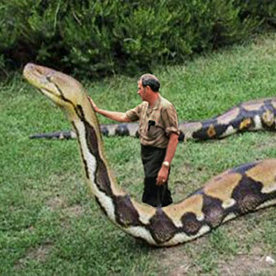 WF. 5 – Snakes Never Stop Growing... And More Striking Snake Facts You Should Know (Podcast) WF. 5 – Snakes Never Stop Growing... And More Striking Snake Facts You Should Know (Podcast)