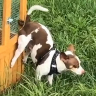 Ep. 42 - When Animals Act Dumb & Get Caught on Camera Ep. 42 - When Animals Act Dumb & Get Caught on Camera