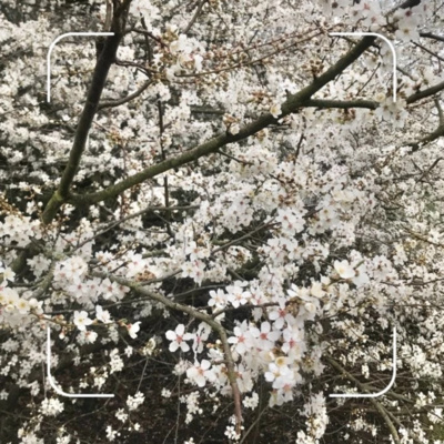 NIHONGOBLOG - Easy Japanese Blog from UK - かんたんな日本語でブログを書いています