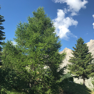 45 - Soundscape: Gushes of wind on a sunny summer afternoon