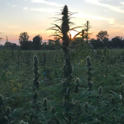 Visit to Hemp Processor Pure' Michicann in Detroit