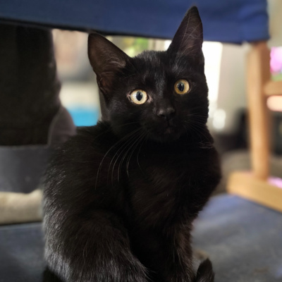 cover of episode 7 | Black Cats Are Good Luck! The History of Black Cats, from Prosperity to Persecution w/ Binx's Home for Black Cats