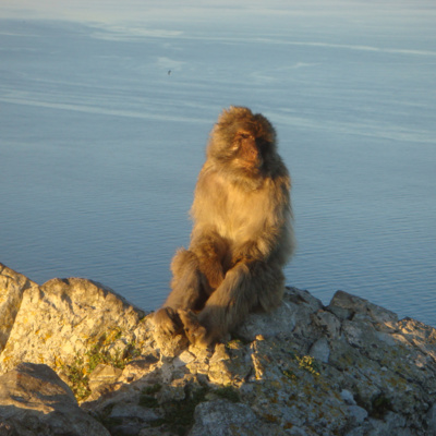 A monkey kind of day in Gibraltar - Episode 3