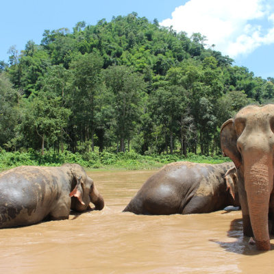 Calming Chiang Mai: An elephant always remembers - Episode 4