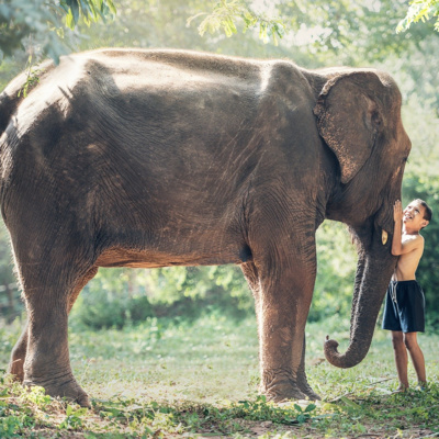 Chiang Mai part two: The elephants are smarter than you - Episode 6