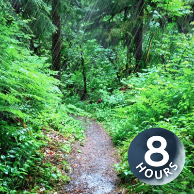 雨の日の森｜リラックスや睡眠、勉強に役立つ雨の音（８時間）