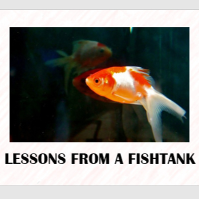 LESSONS FROM A FISH TANK