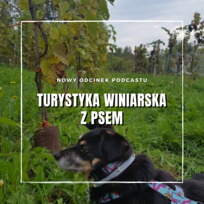 Turystyka winiarska z psem (enoturytyka z psem)