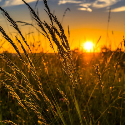 Ambiance champêtre à la campagne avec quelques grillons (bruit blanc) - 3h pour s'endormir, se relaxer ou se concentrer Ambiance champêtre à la campagne avec quelques grillons (bruit blanc) - 3h pour s'endormir, se relaxer ou se concentrer